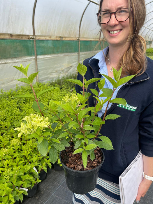 Hydrangea paniculata Skyfall 3 Litre Pot