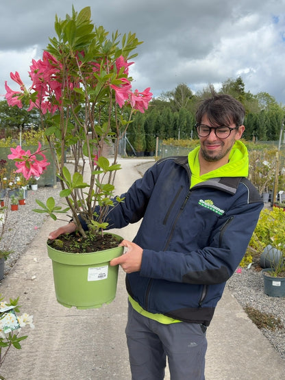 Azalea Knaphill Jolie Madame 10 Litre Pot