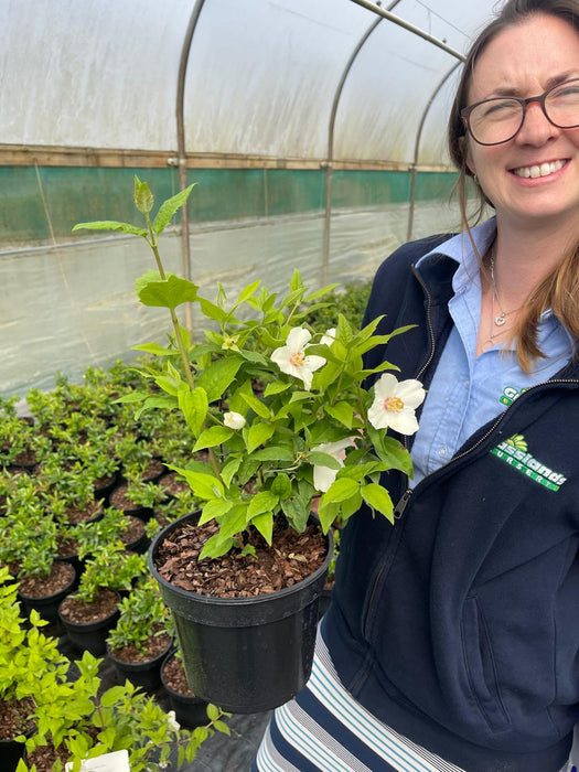 Philadelphus Belle Etoile 3 Litre Pot