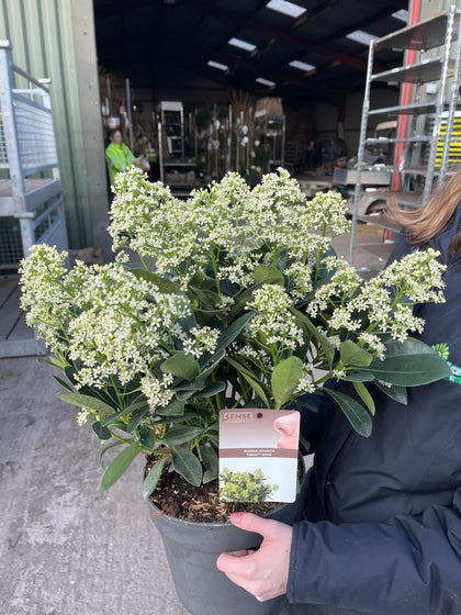 Skimmia Japonica Finchy 1.5 Litre Pot
