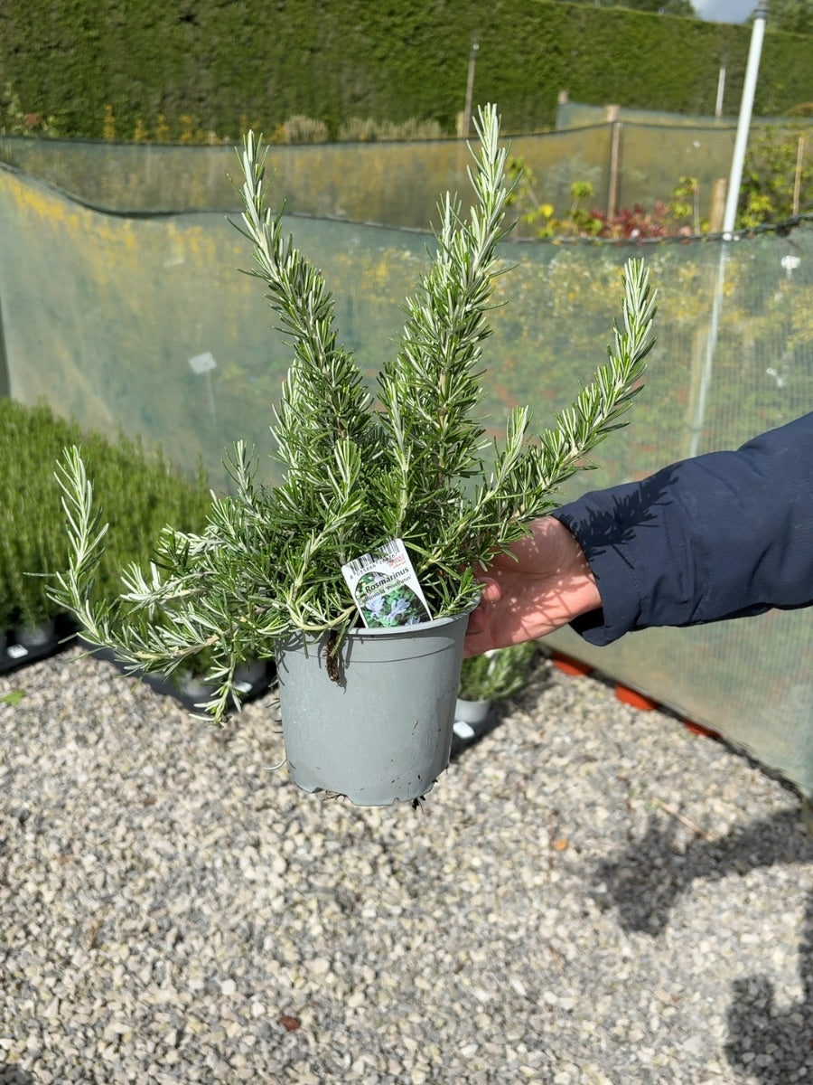 Rosmarinus Prostratus 14cm Pot