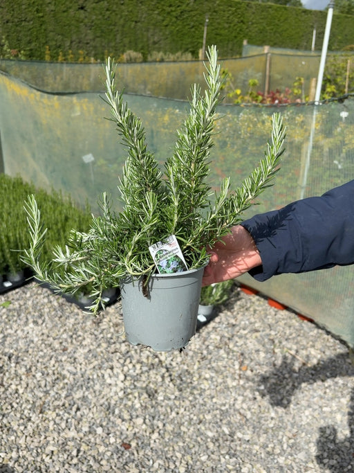 Rosmarinus Prostratus 14cm Pot