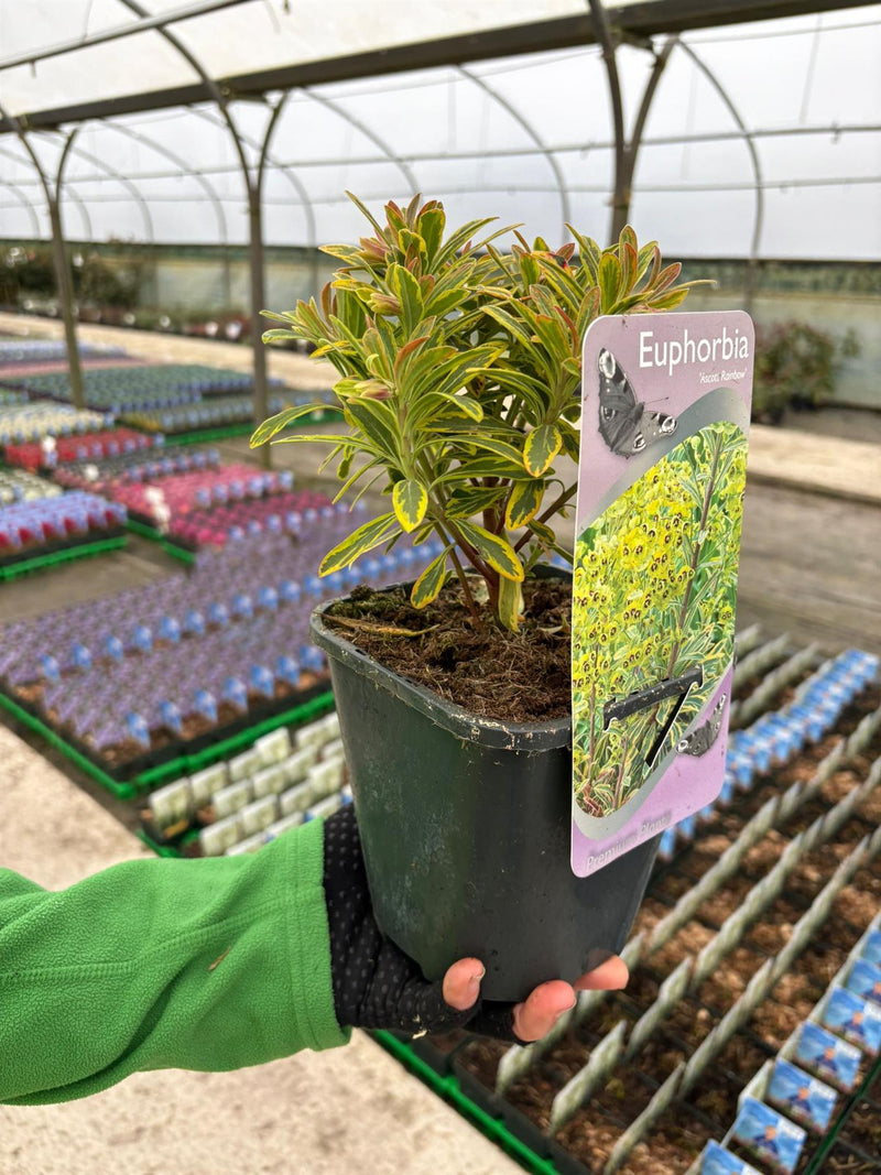 Euphorbia Ascot Rainbow 2 Litre Pot
