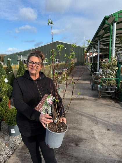 Philadelphus Belle Etoile 4 Litre Pot 40/60cm