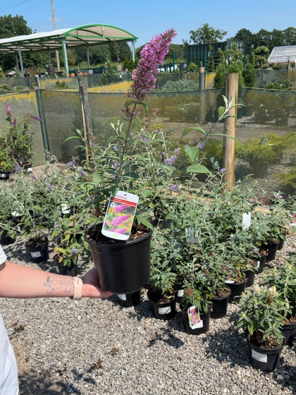 Buddleja Davidii Pink Delight 3 Litre Pot