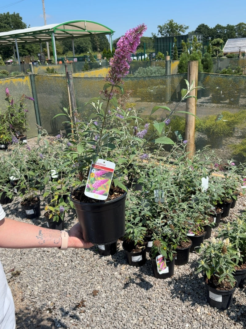 Buddleja Davidii Pink Delight 3 Litre Pot
