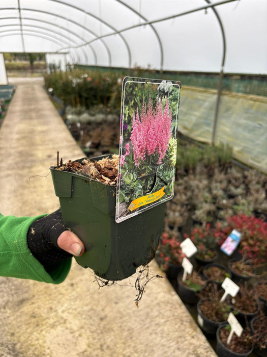 Astilbe Visions In Pink 11cm Pot