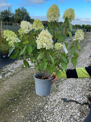 Hydrangea paniculata Skyfall 4.5 Litre Pot