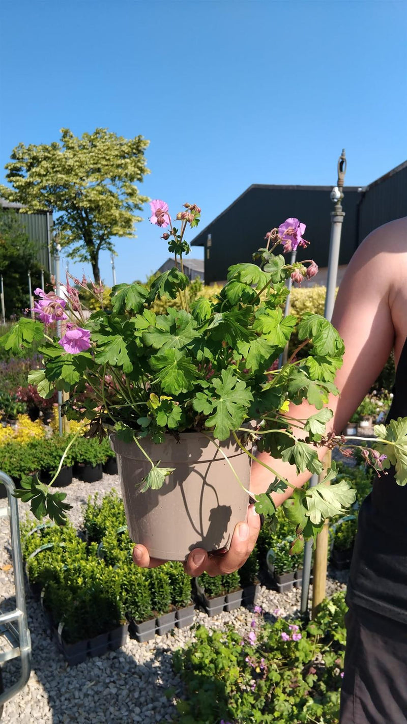 Geranium Karmina 2 Litre Pot