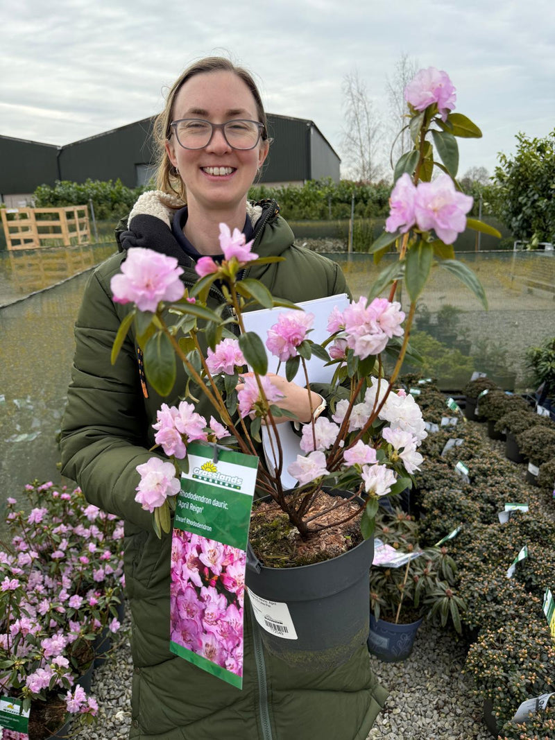Rhododendron dauric. April Reign 2.5 Litre Pot