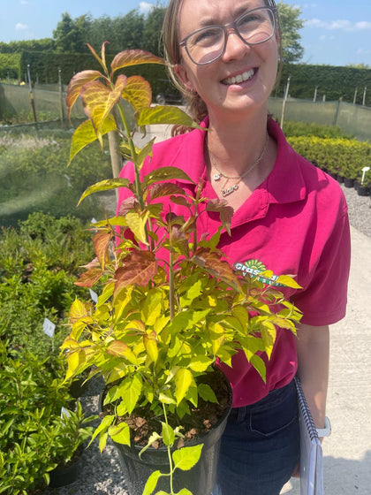 Leycesteria Formo. Golden Lanterns 3 Litre Pot