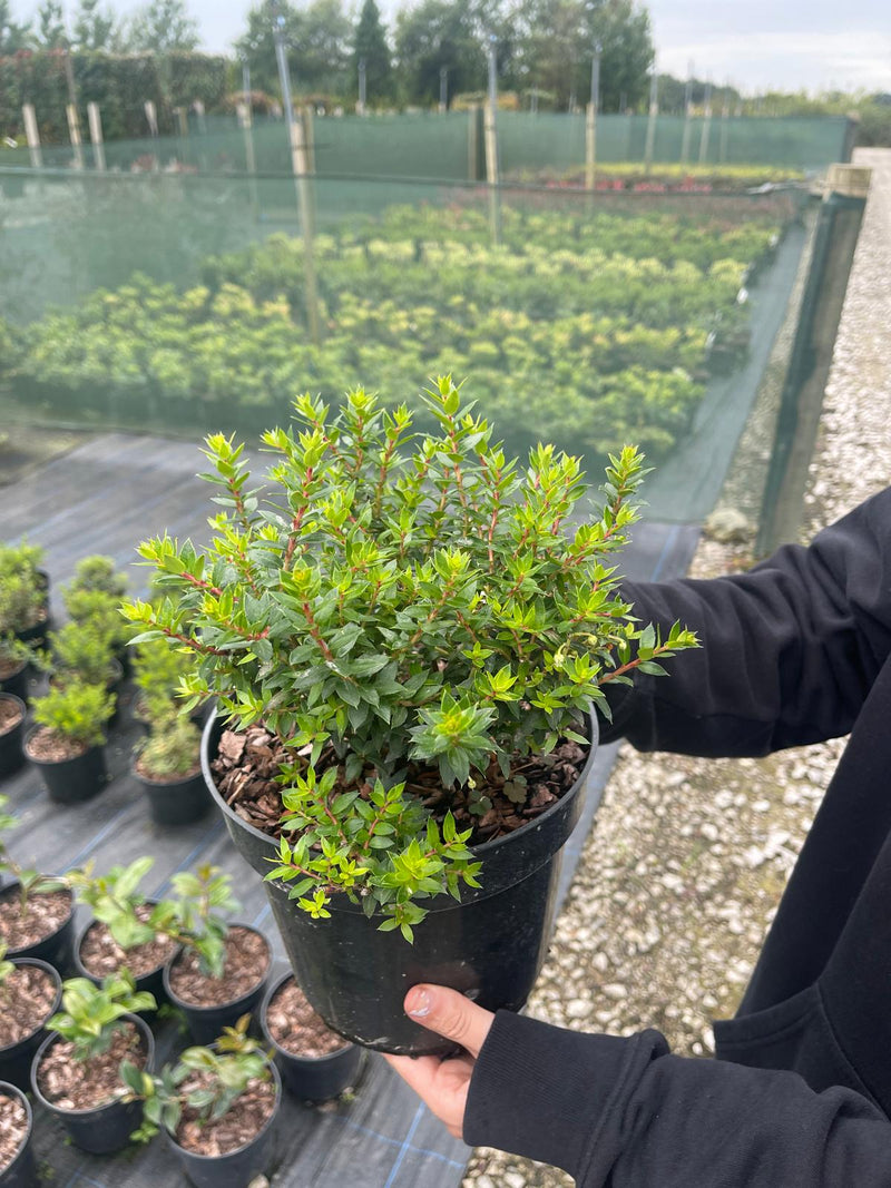 Gaultheria Bells Seedling 3 Litre Pot