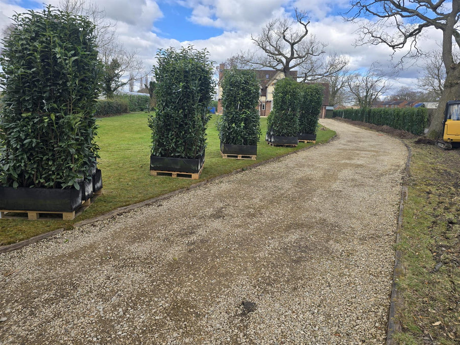 Laurel Hedging, Cherry Laurel Genolia 1.8m x 1m Instant Hedge Unit