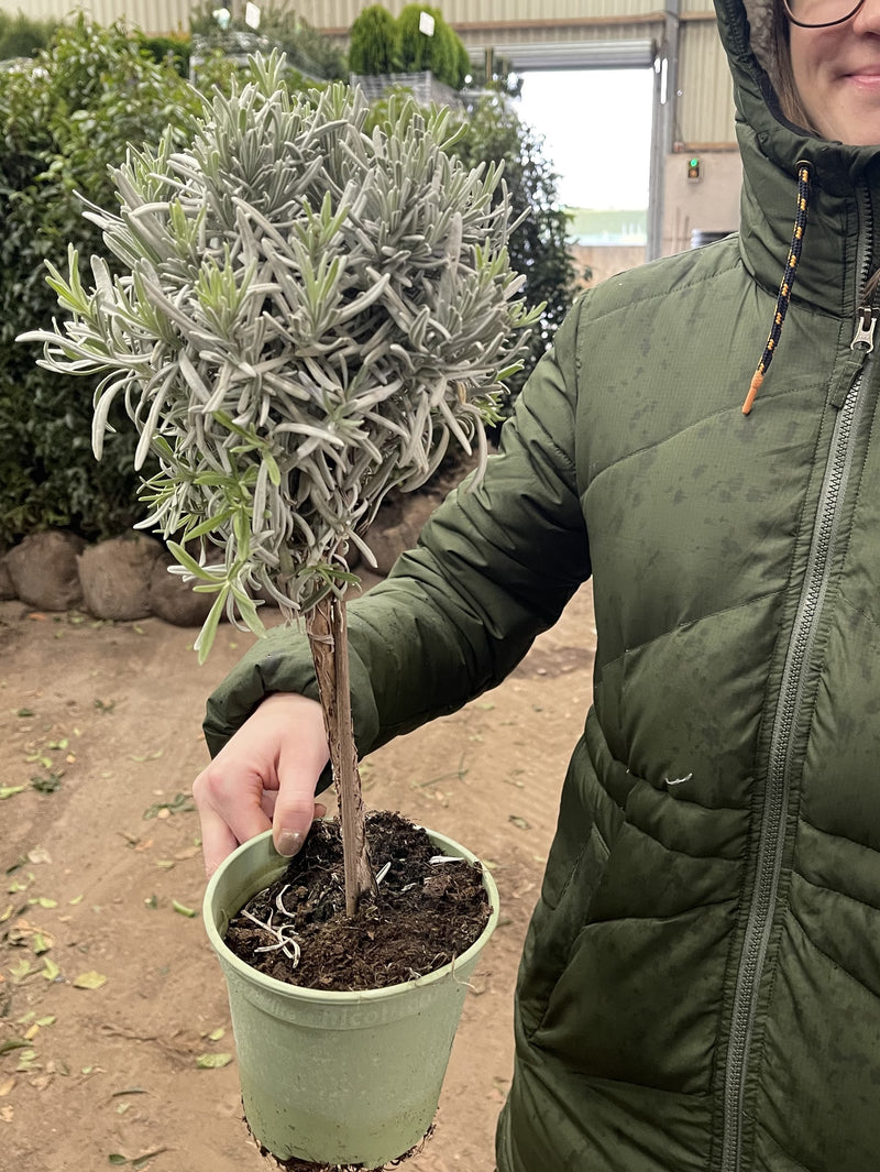 Lavender Angustifolia Mini Standard 14cm Pot