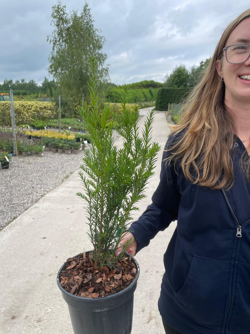 Yew Hedging. Groenland 3 Litre Pot