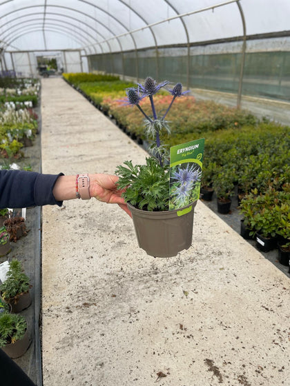 Eryngium Big Blue 2 Litre Pot