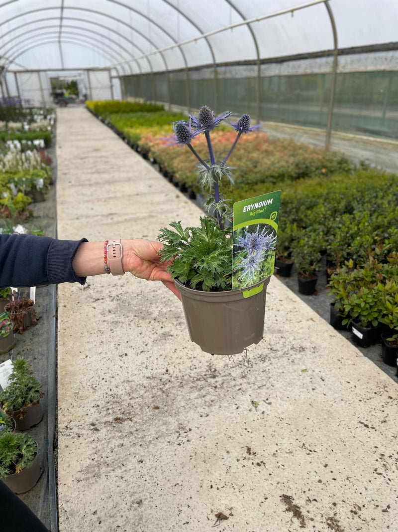 Eryngium Big Blue 2 Litre Pot