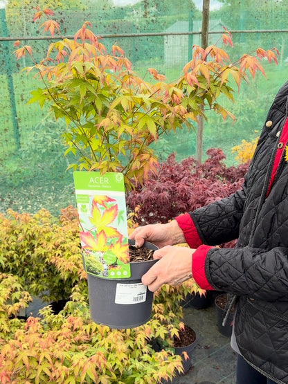 Acer palmatum Little Princess 3 Litre Pot