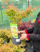 Acer palmatum Little Princess 3 Litre Pot