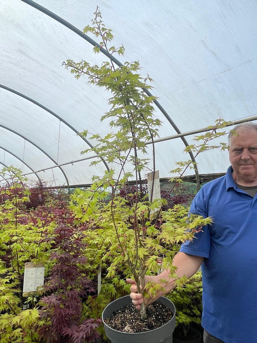 Acer palmatum Summergold 12 Litre Pot 100/125cm