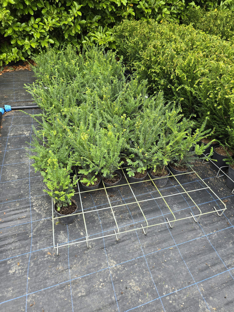 Yew Hedging 2 Litre 30-40 cm