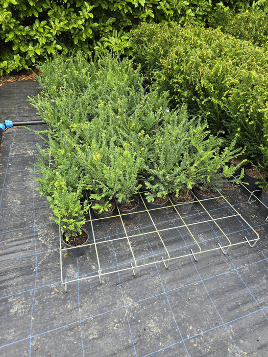 Yew Hedging 2 Litre 30-40 cm