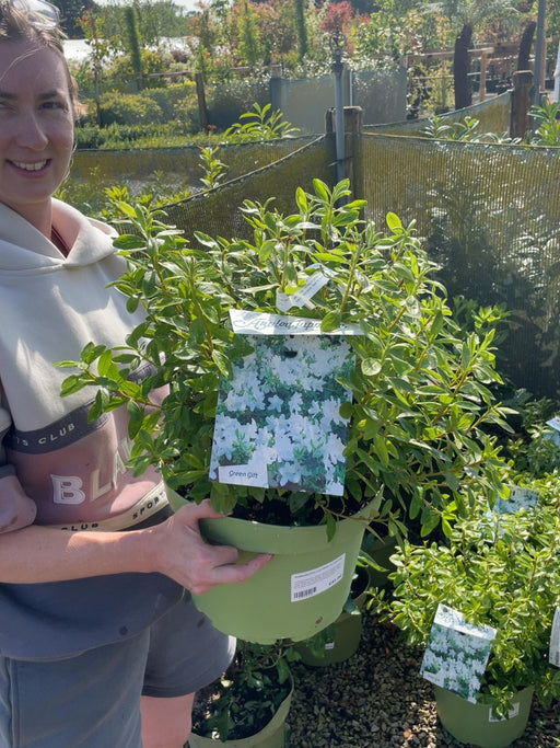 Azalea japonica Luzi White 10 Litre Pot