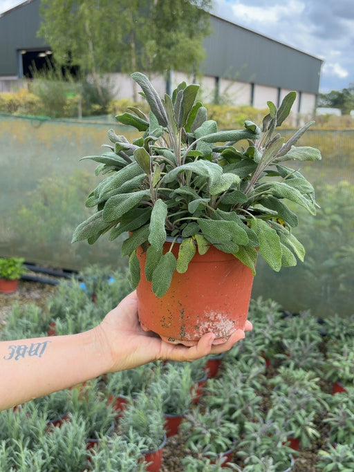 Salvia Officinalis Purperea 2 Litre Pot