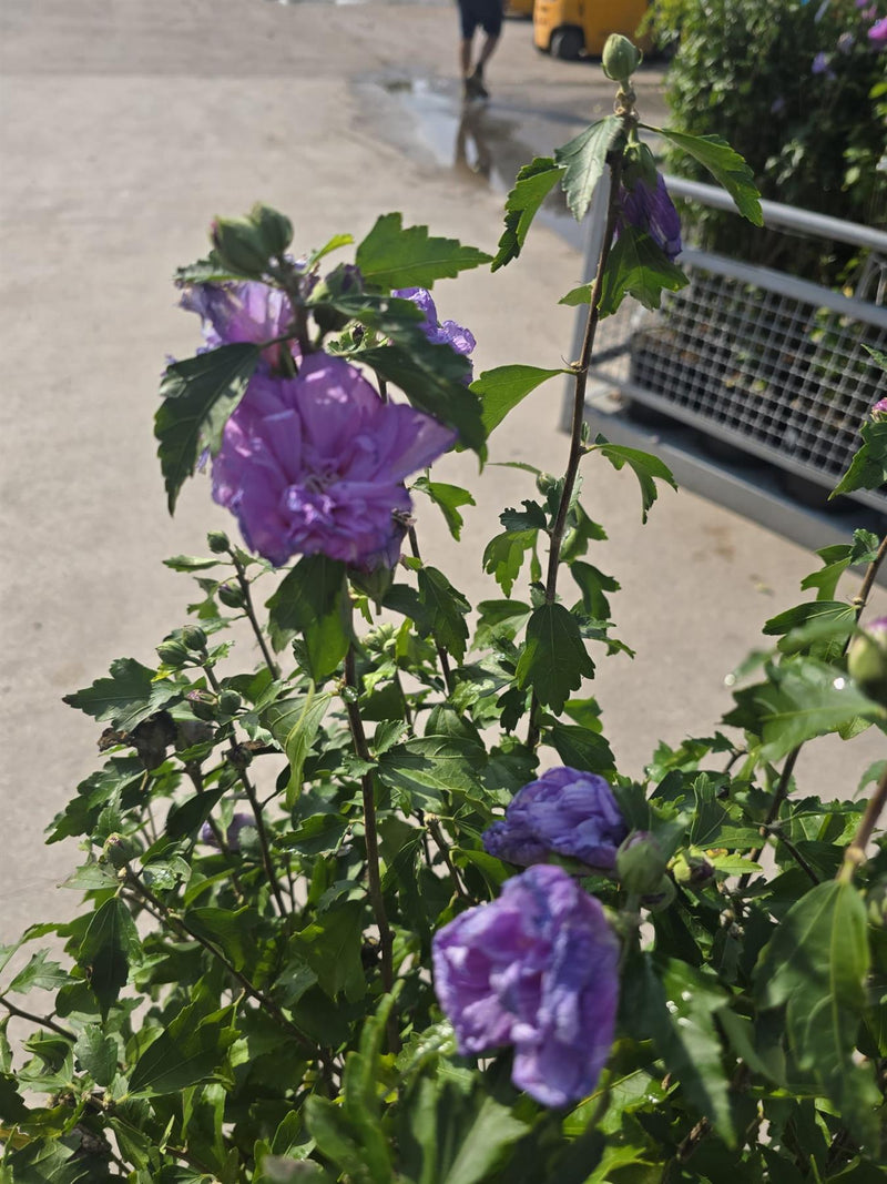 Hibiscus syr. Ardens 20 Litre Pot 100/125cm