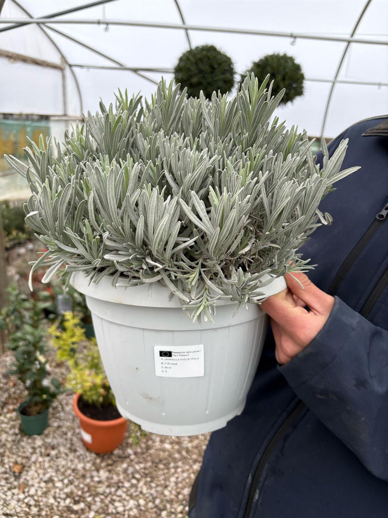 Lavender Angustifolia 6 Litre Pot