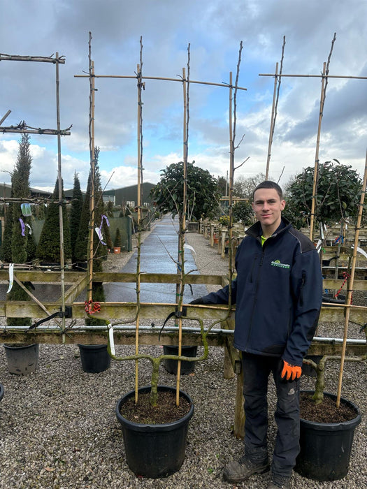 Apple Malus James Grieve 50 Litre Pot Double U Frame