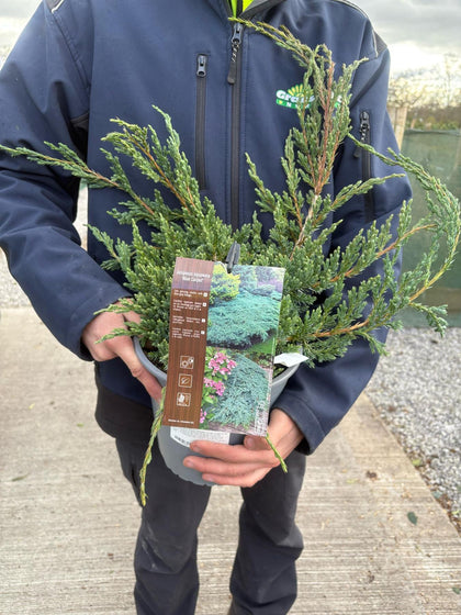 Juniperus Blue Carpet 10 Litre Pot