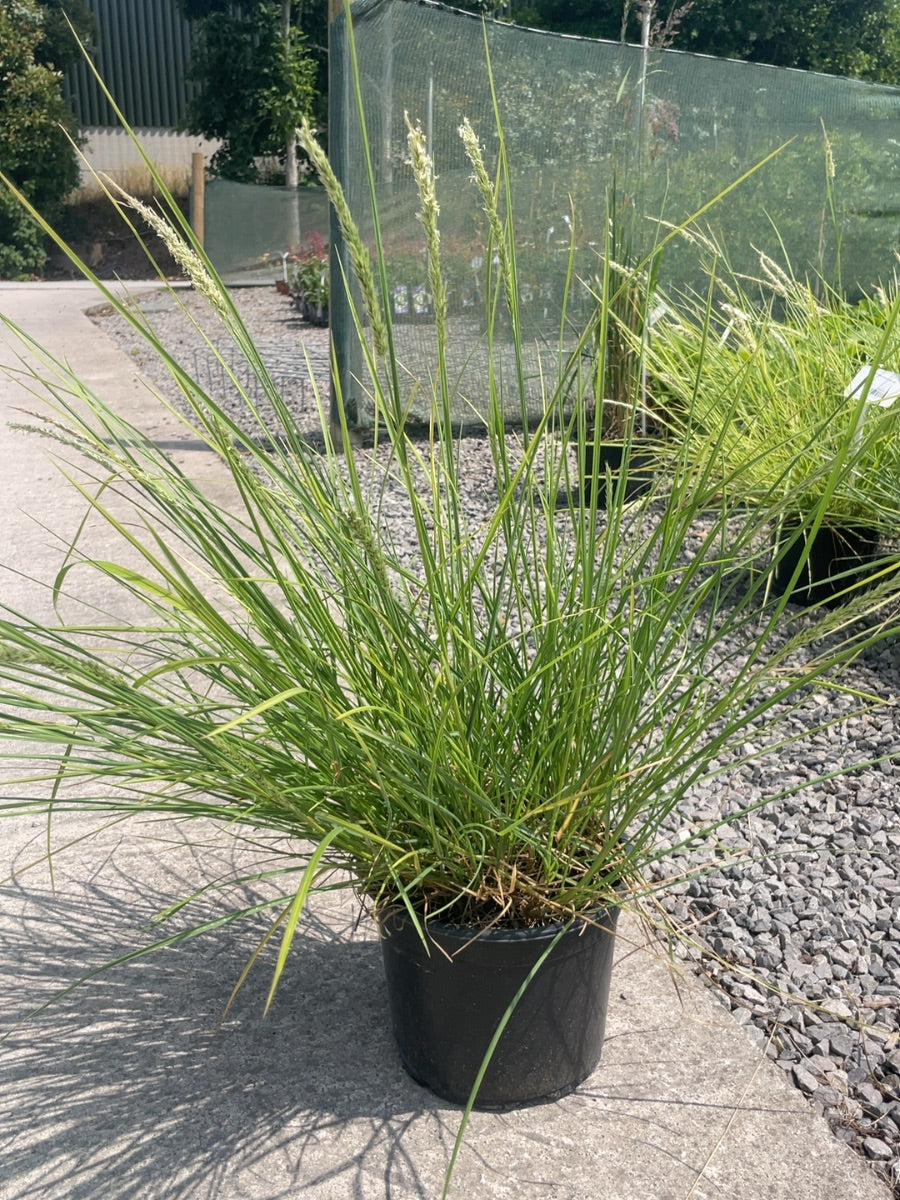 Sesleria Autumnalis 5 Litre Pot