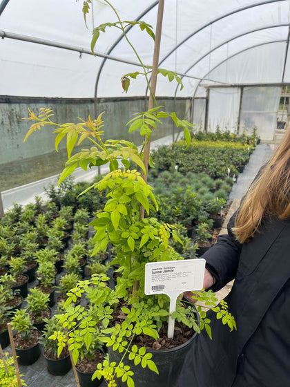 Jasmine Sunbeam Summer Jasmine 3 Litre Pot
