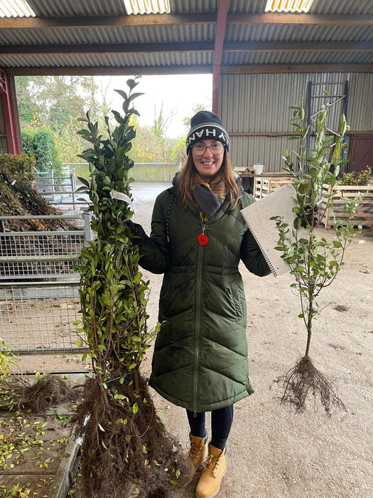 Green Privet Bare Root 80/100cm November Delivery