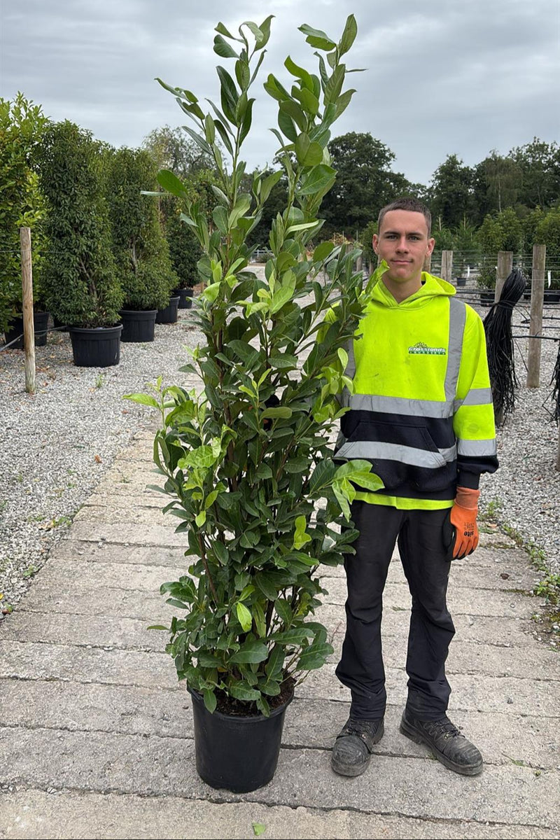Cherry Laurel Hedging 200/220cm Pot Grown