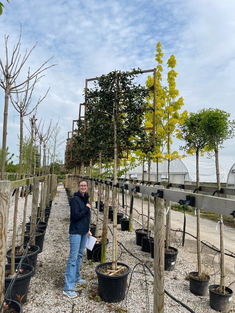Ilex Nellie Stevens Full Standard Pleached 200 Stem 120x120 Frame