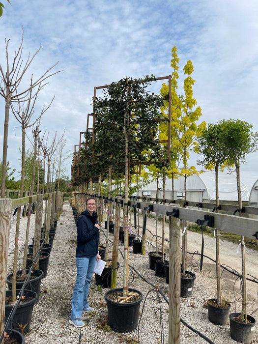 Ilex Nellie Stevens Full Standard Pleached 200 Stem 120x120 Frame