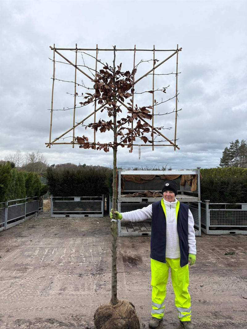 Fagus Pleached 180 Trunk 150 Wide x 120 High Frame 12/14 Girth Ready June