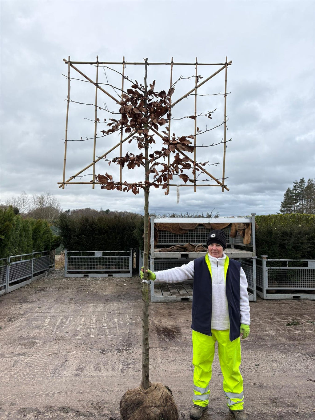 Pleached Trees for Sale in the UK | Specialist Grown & Delivered ...
