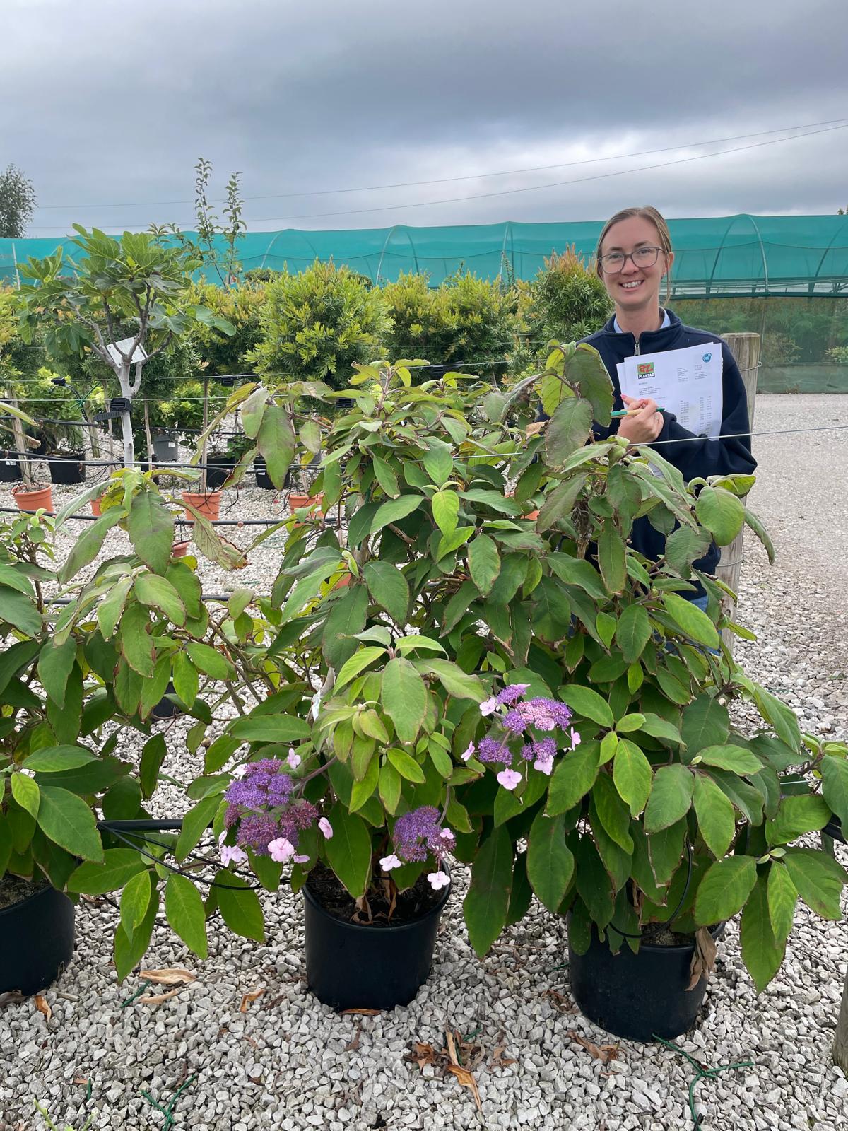 Hydrangea Villosa 20 Litre Pot 130/170cm