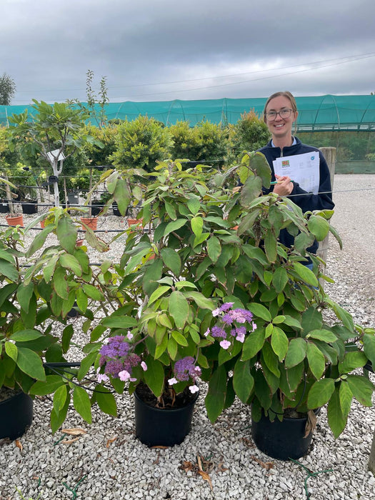 Hydrangea Villosa 20 Litre Pot 130/170cm
