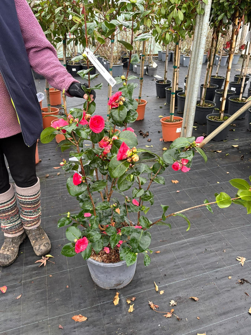 camellia japonica Camellia Japonica Traverso 15 Litre Pot — Grasslands Nursery
