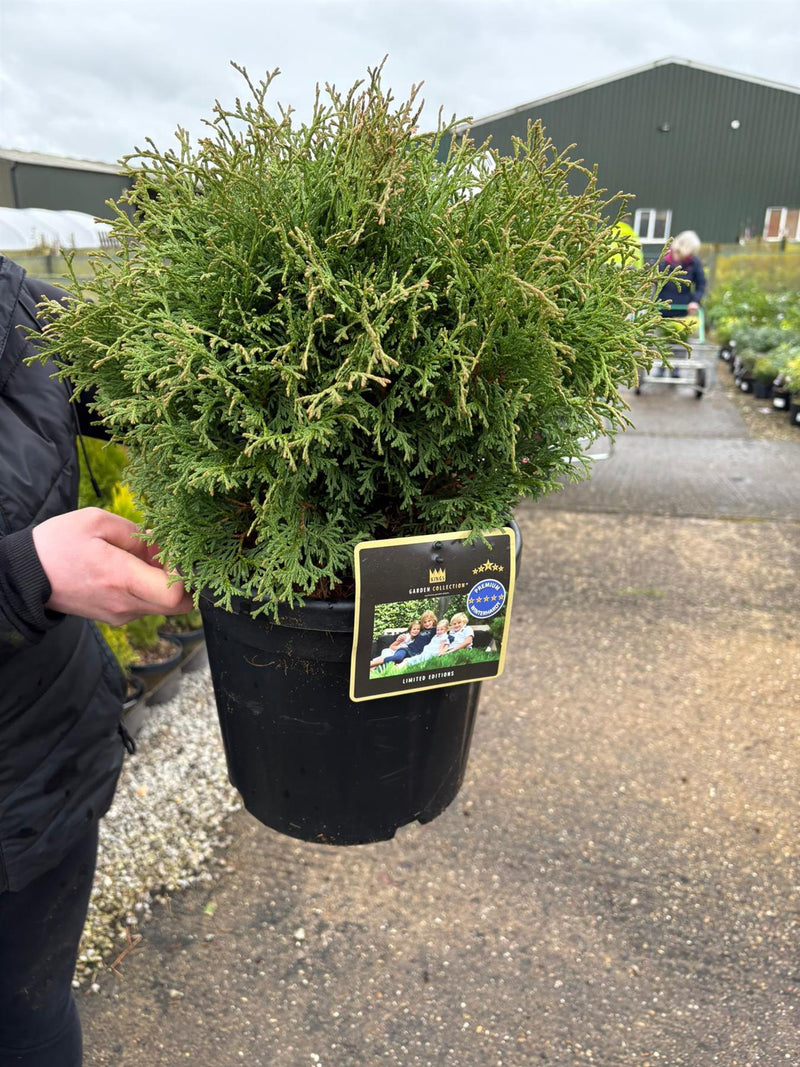 Thuja occ. Tiny Tim 8 Litre Pot