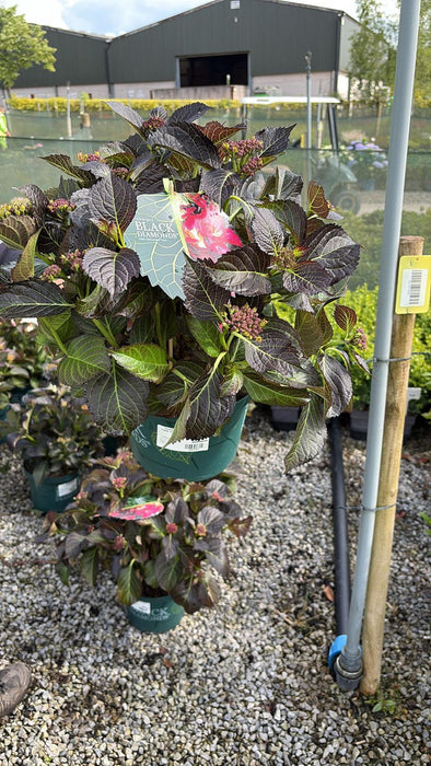 Hydrangea Black Diamonds Tellar Dark Angel Red 5 Litre Pot