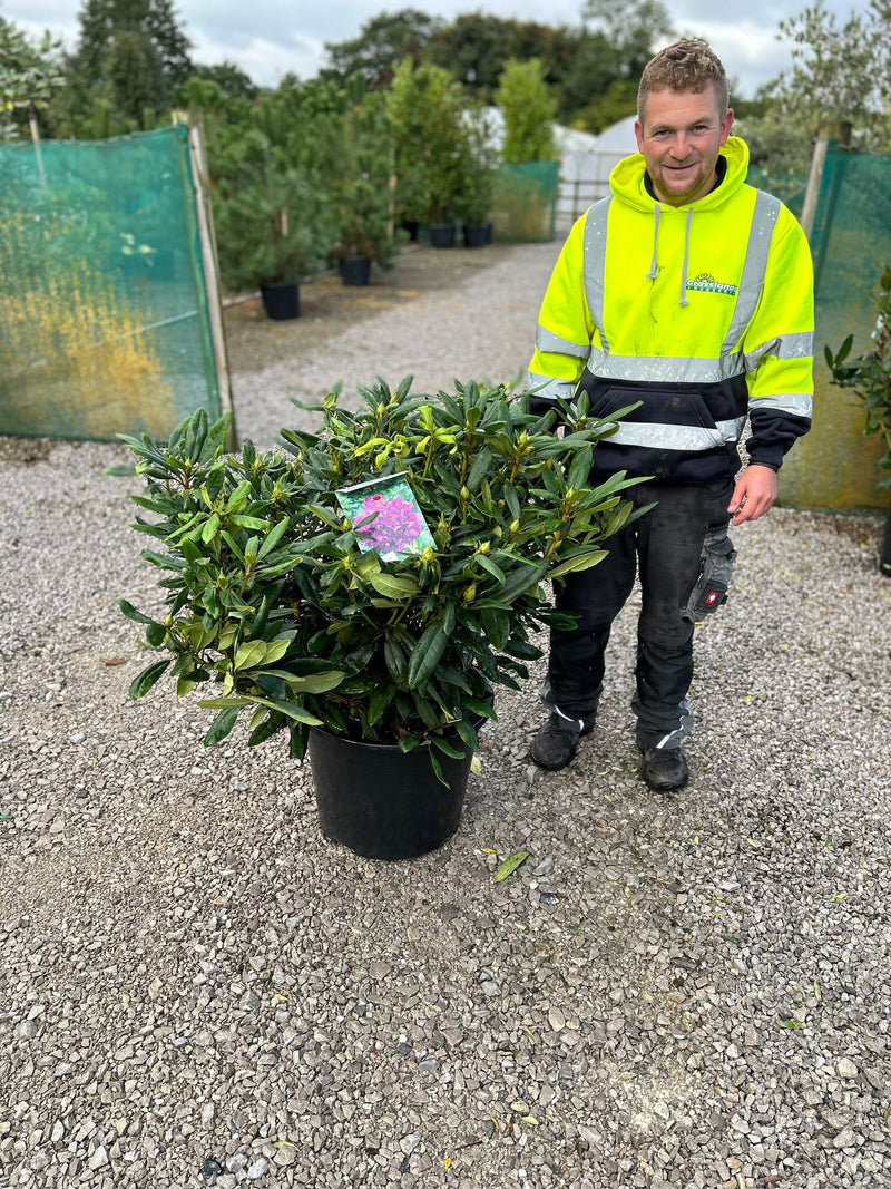 Rhododendron Hybrid Marcel Menard 40 Litre Pot Super Specimen