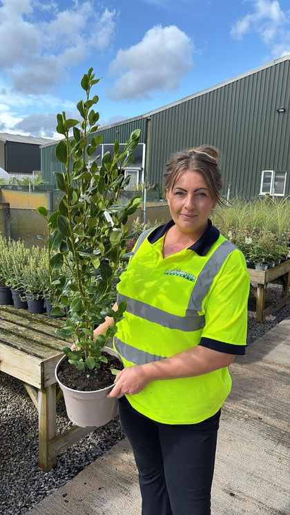 Griselinia Littoralis Green Horizon 5 Litre 70/80cm