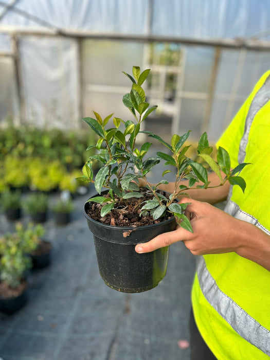 Trachelospermum Jasminoides 3 Litre Pot