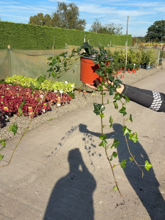 Hedera Hibernica 2 Litre Pot