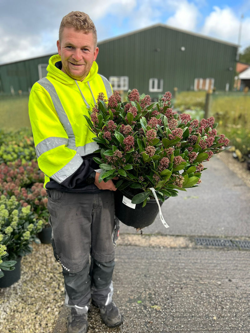 Skimmia Japonica Rubella 15 Litre Pot